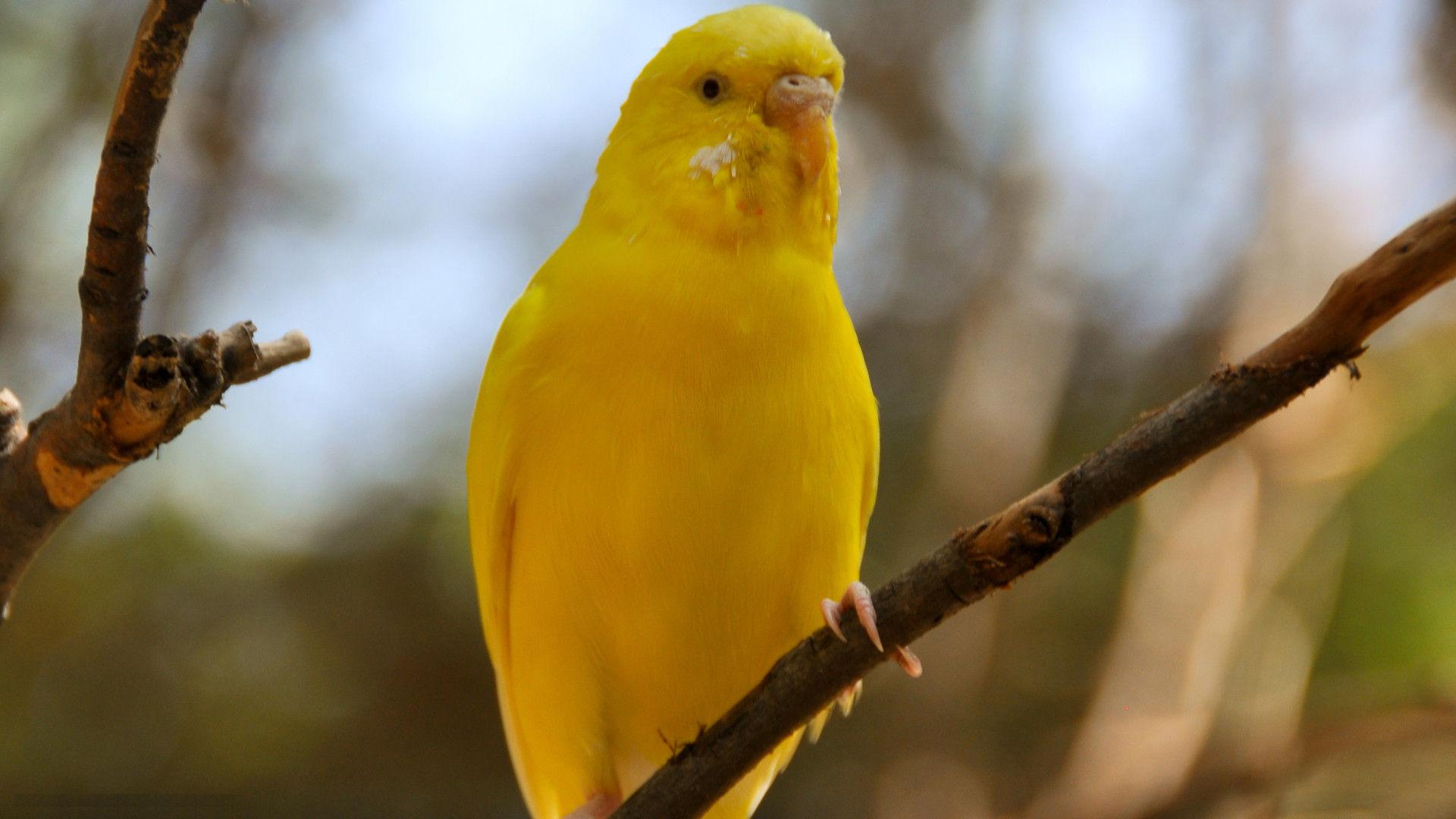 beautiful parakeet yellow bird images best desktop background hd ...