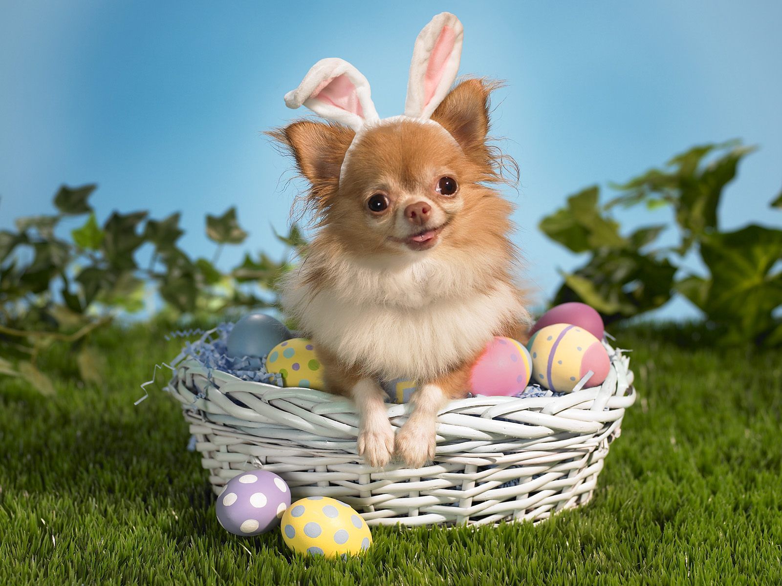 High Definition Wallpapers: Easter Wallpapers