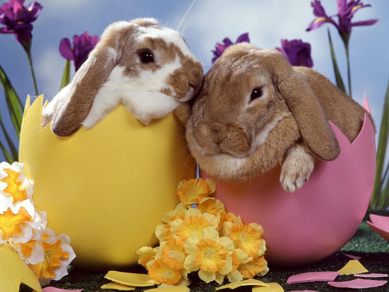 Easter Bunny Wallpapers - HD Wallpapers 77790