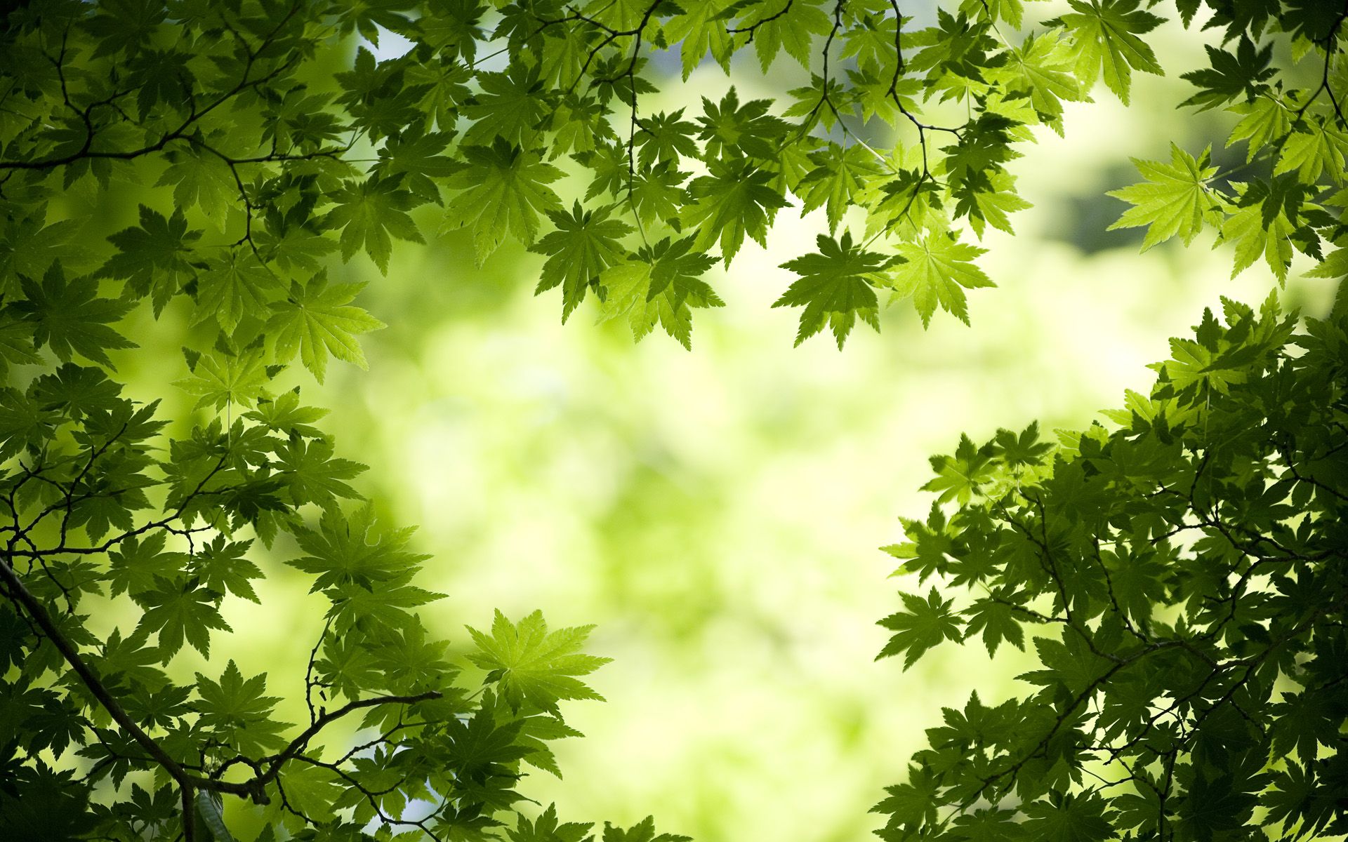 Green Maple Leaves Wallpapers | HD Wallpapers