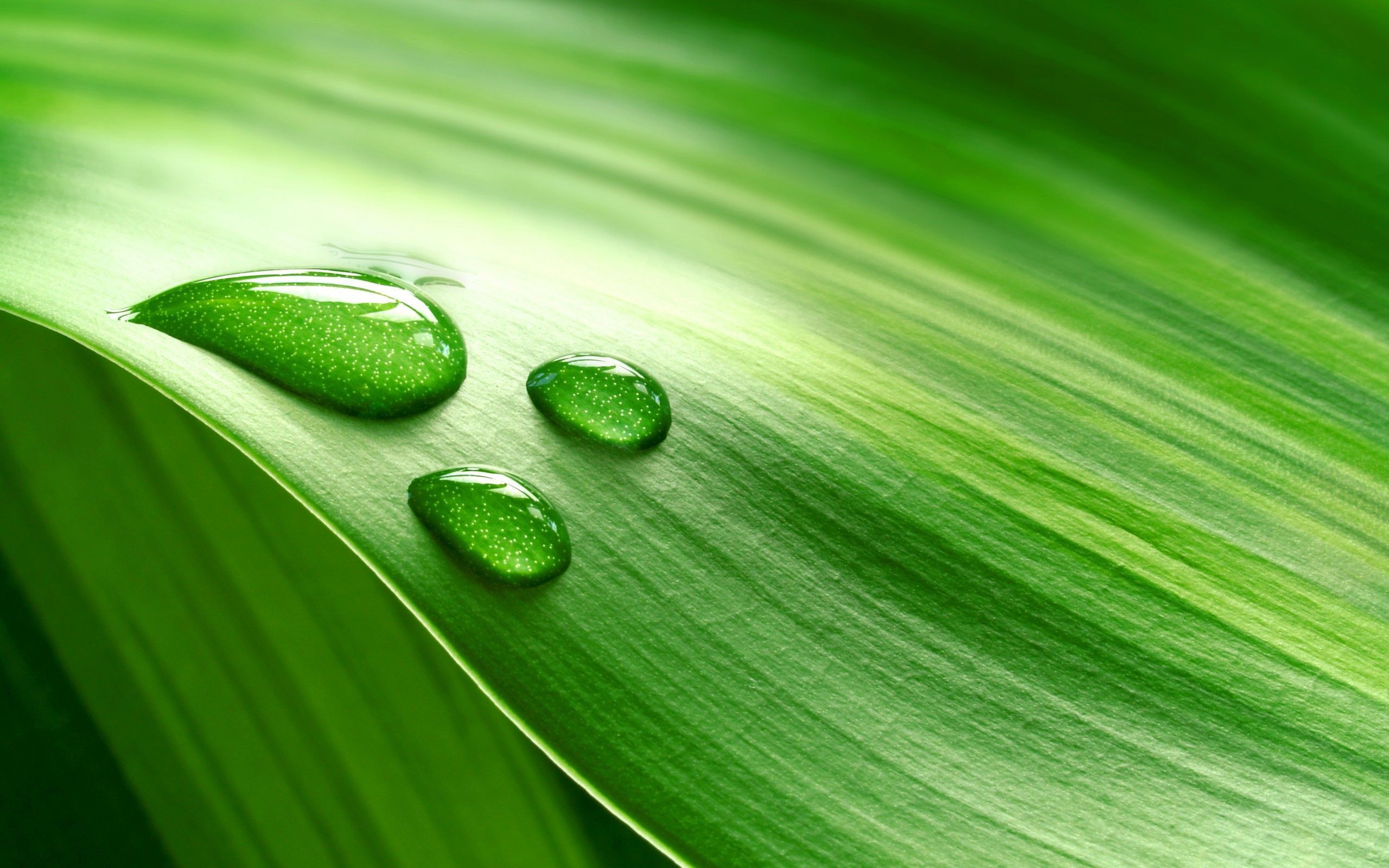 Green Nature HD Wallpapers, Green Nature Pictures, New Wallpapers