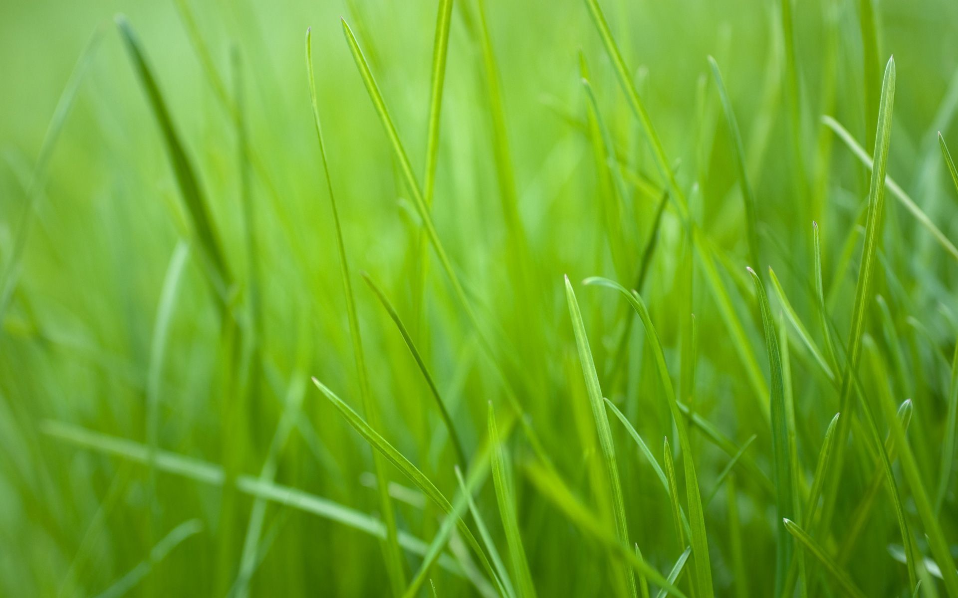 Green-Grass-HD-Wallpapers.jpg