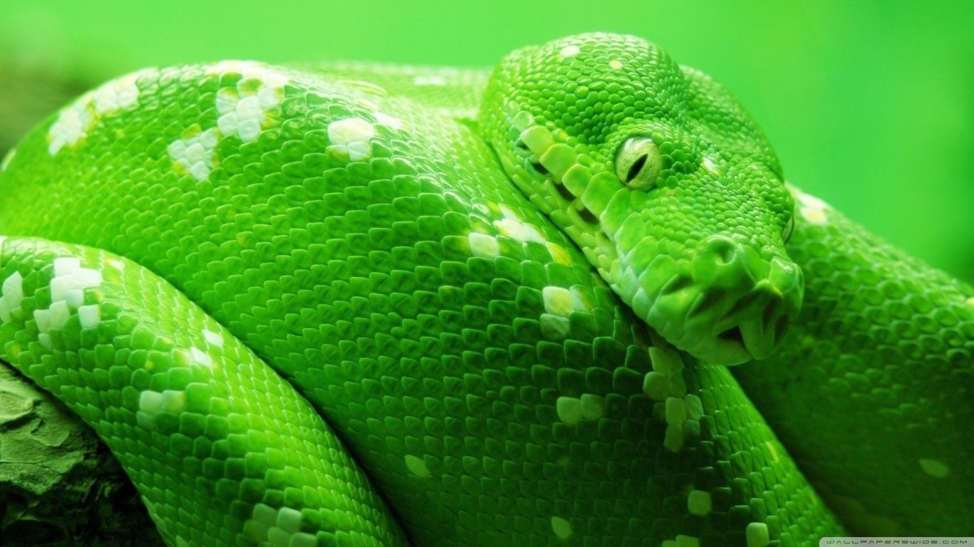 Green Boa Snake HD desktop wallpaper : Widescreen : High ...