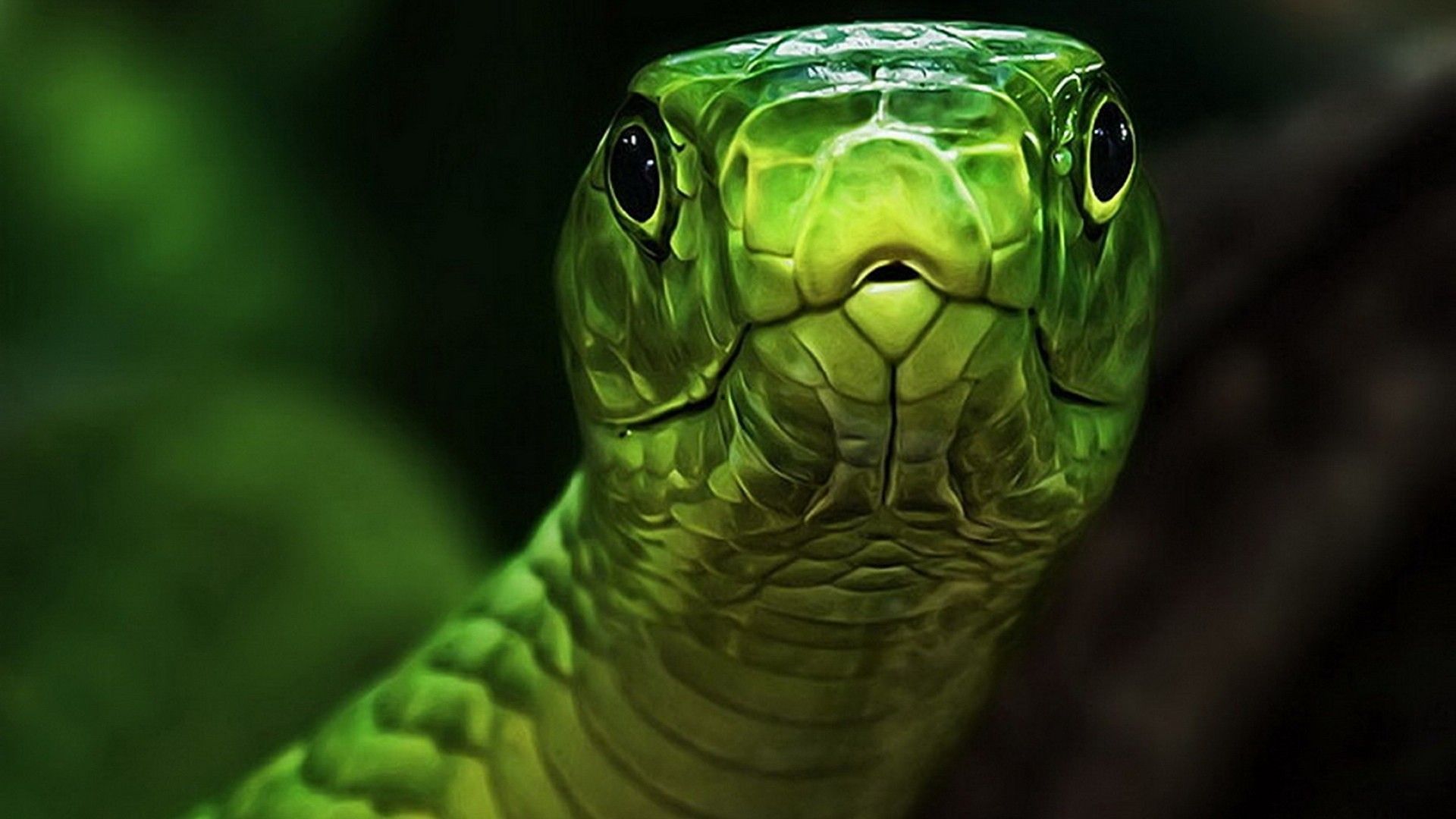 Gallery for - wallpaper green snake animals