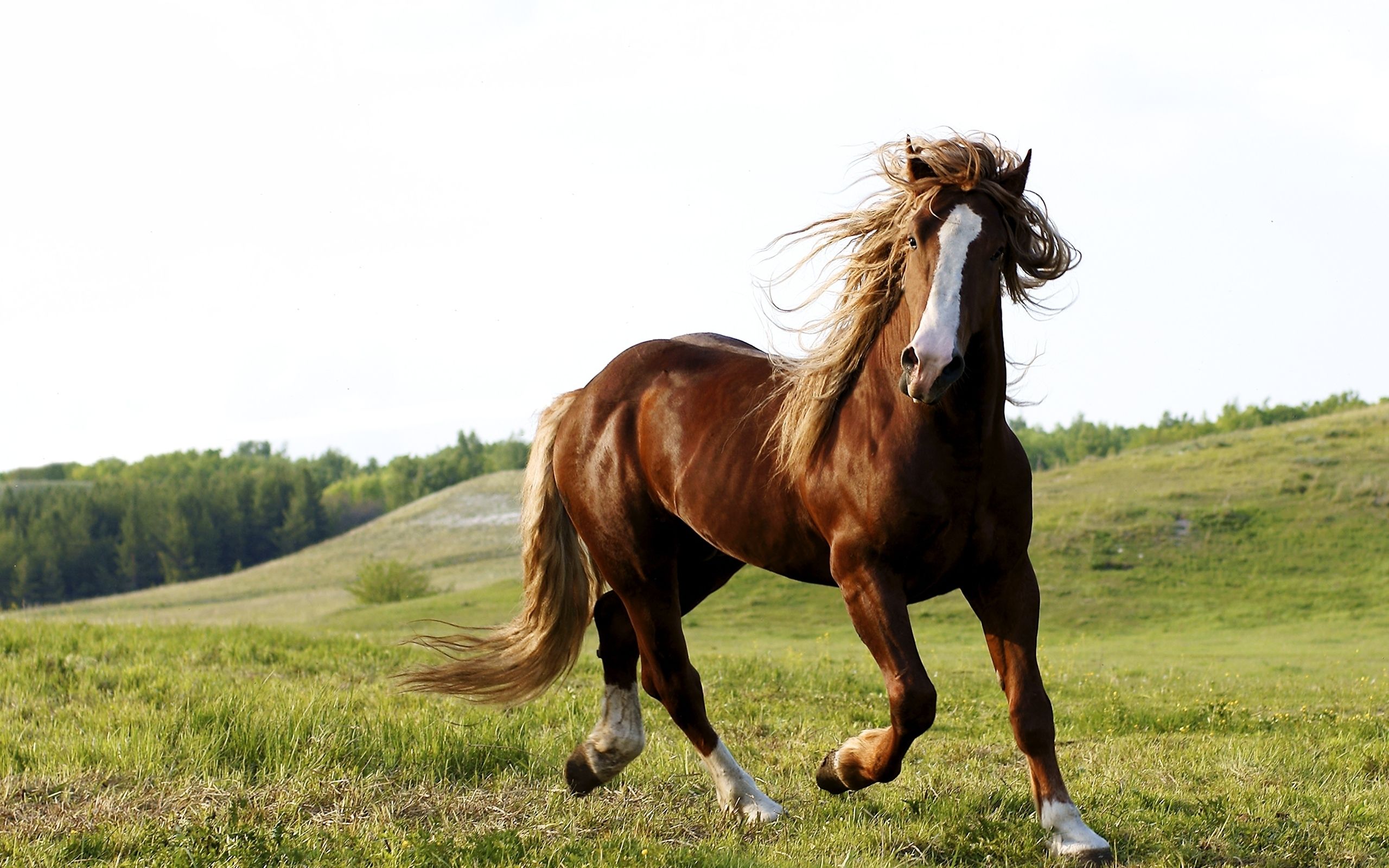 Riding a horse wallpapers and images - wallpapers, pictures, photos