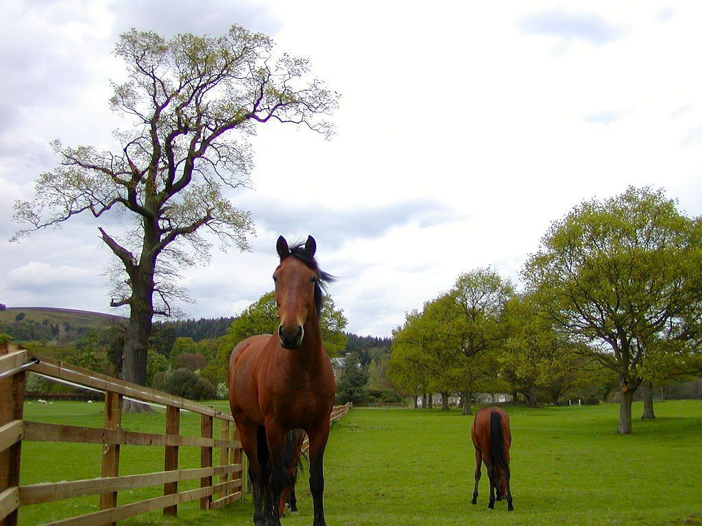 Horseback Riding at Watchung Reservation | Cranford & Westfield ...