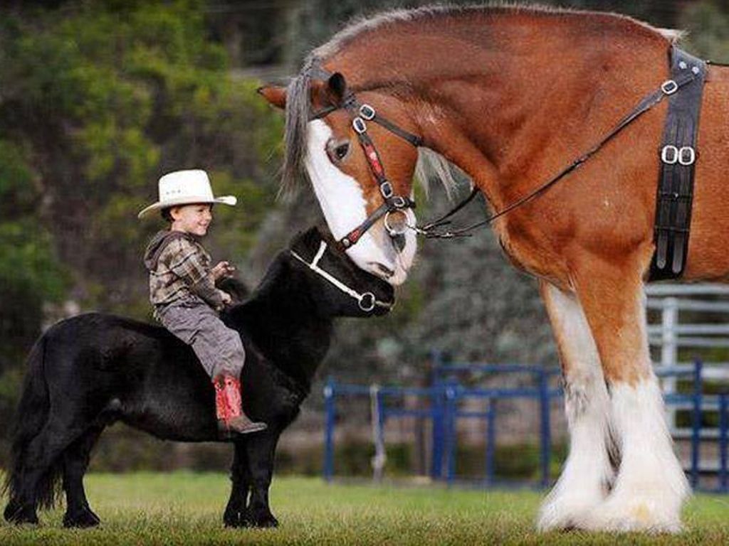 Kid Riding a Horse - Imagespk.com