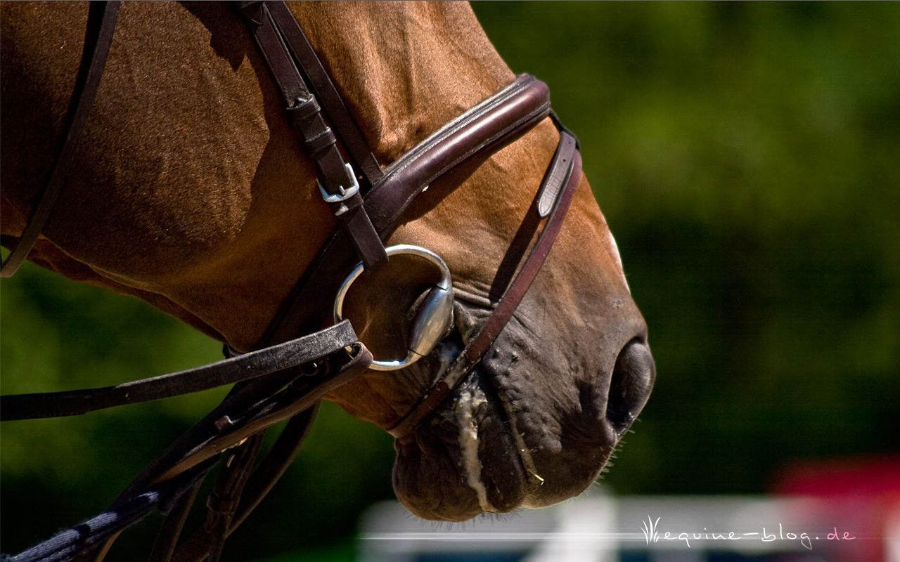 A Whisper | Equine Blog | Horses. Riding. Lifestyle.