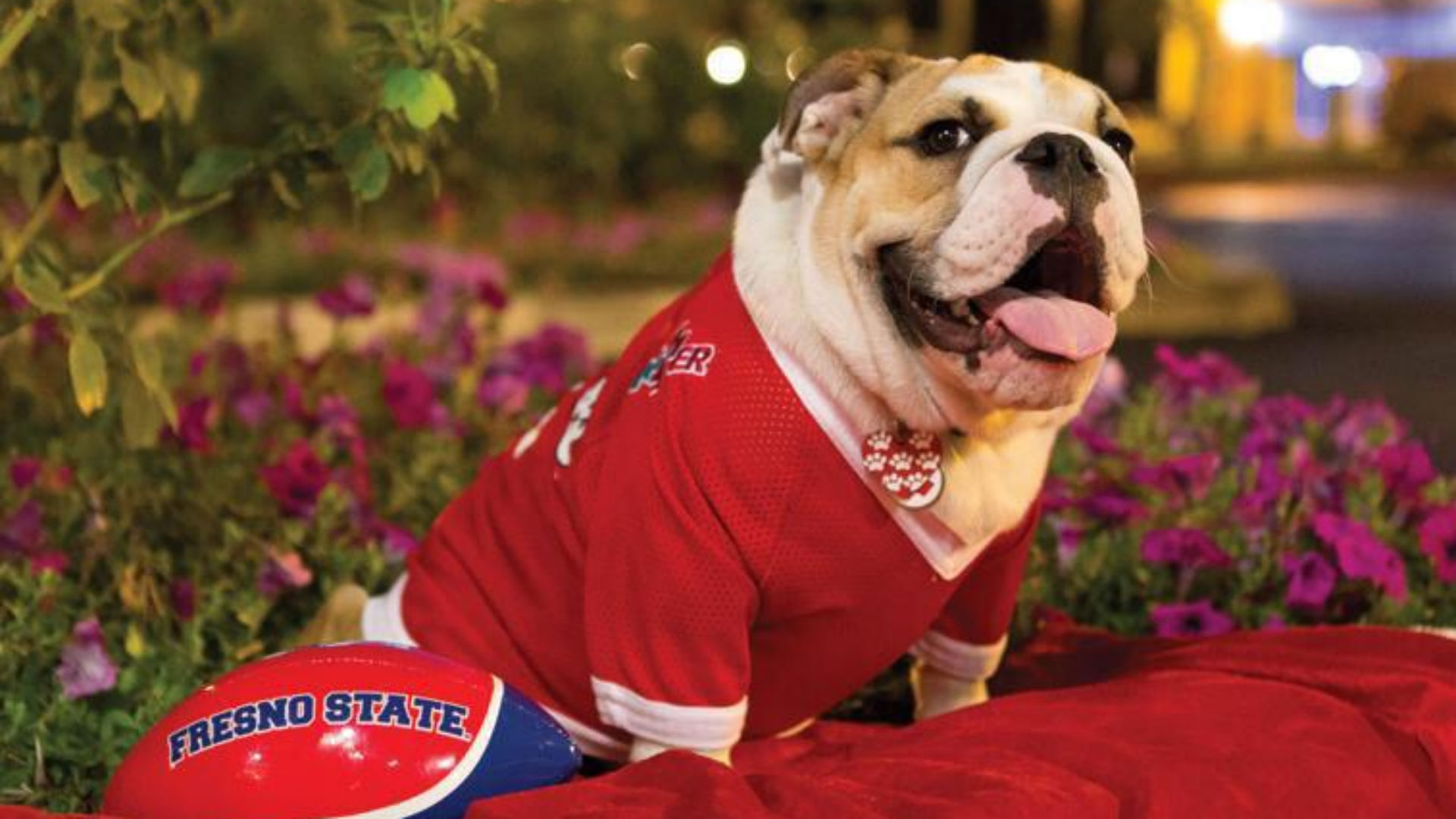 Fresno State's bulldog mascot passes away after bee sting