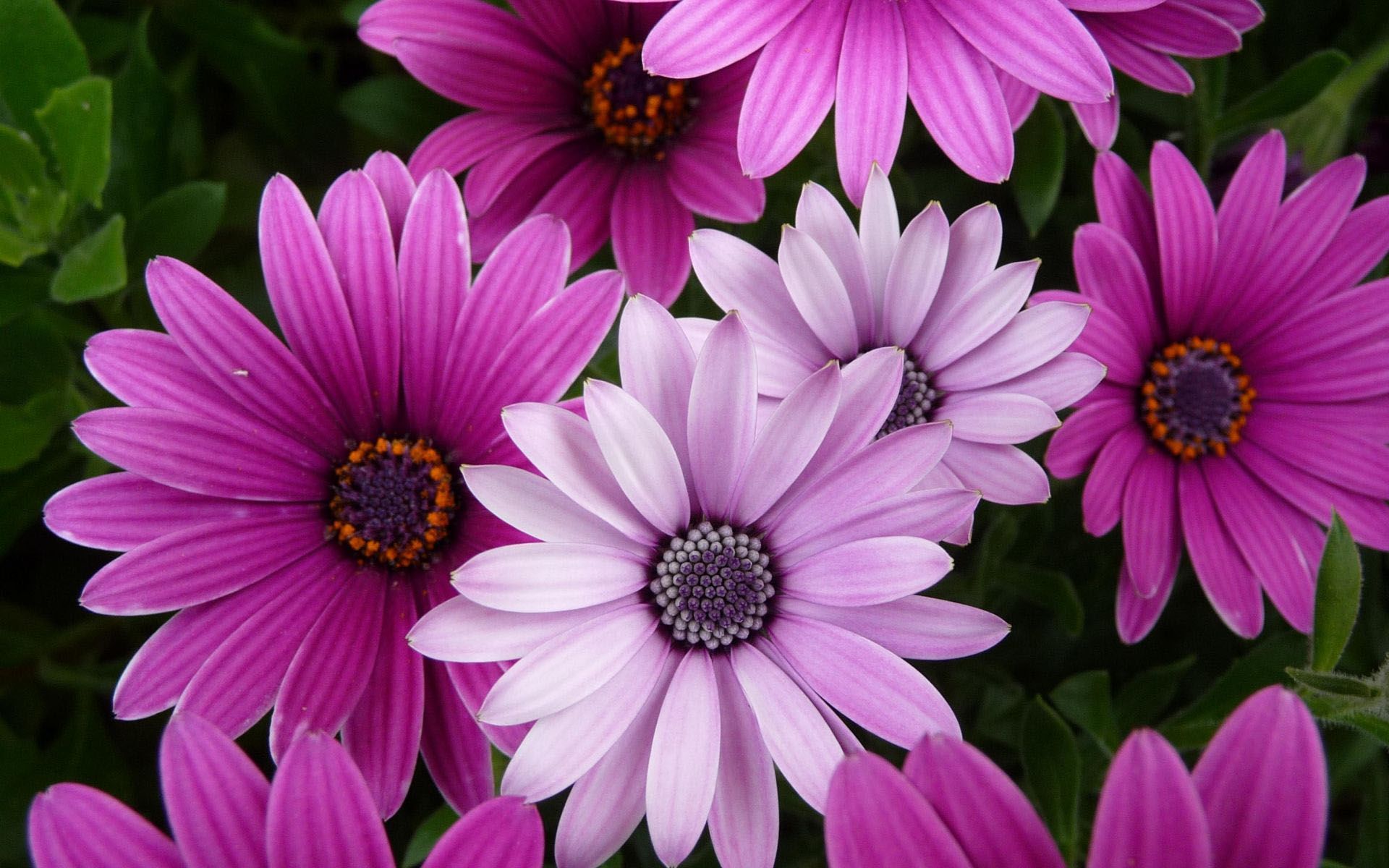 40 Beautiful Flower Wallpapers for your desktop