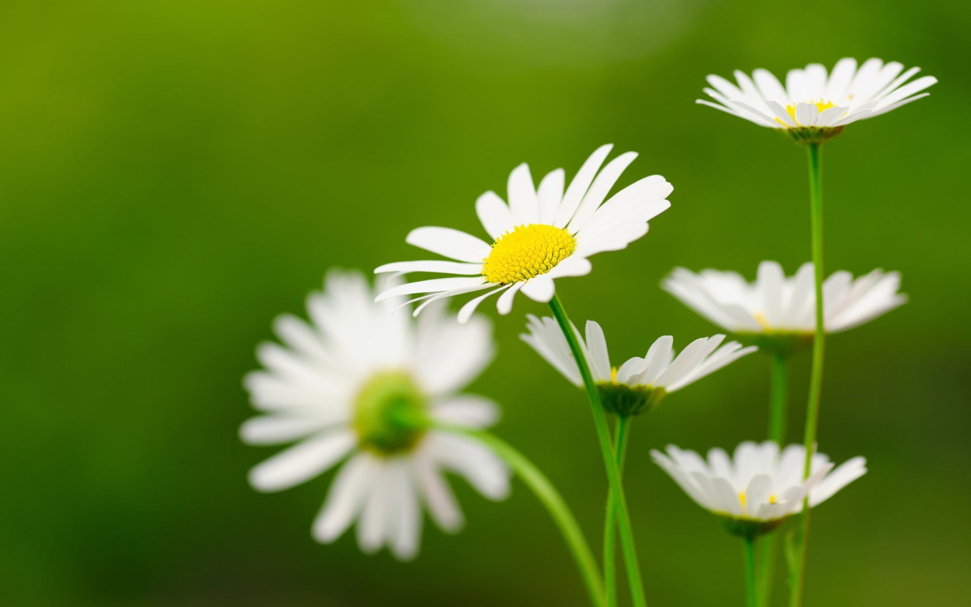Daisy Flower Wallpapers HD Pictures | One HD Wallpaper Pictures ...