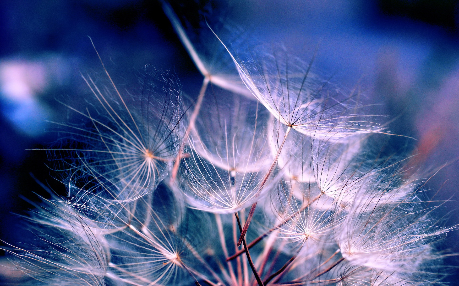 Awesome Flowers Desktop Backgrounds Dandelion Free HD