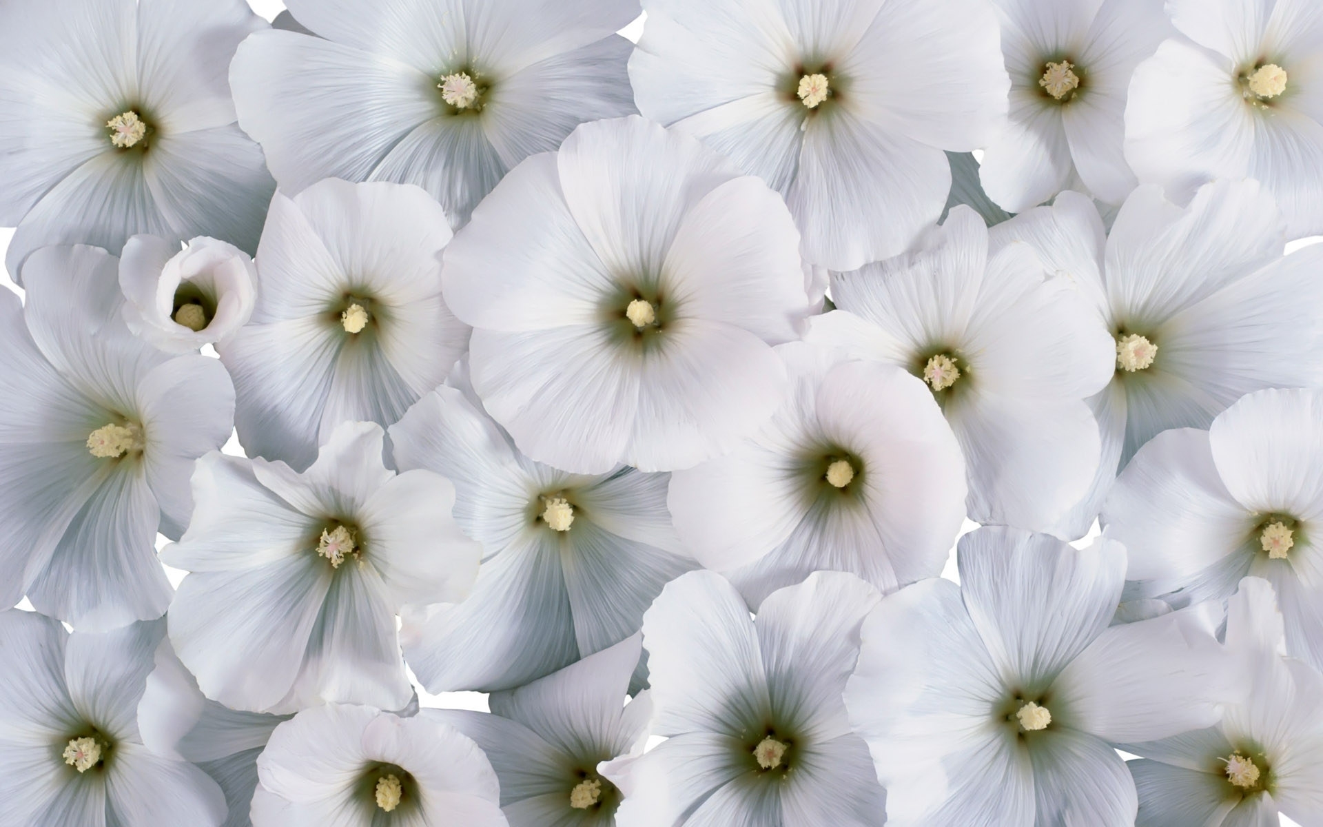 White Flowers Desktop HD Wallpaper #3665 | HD Wallpaper & 3D ...