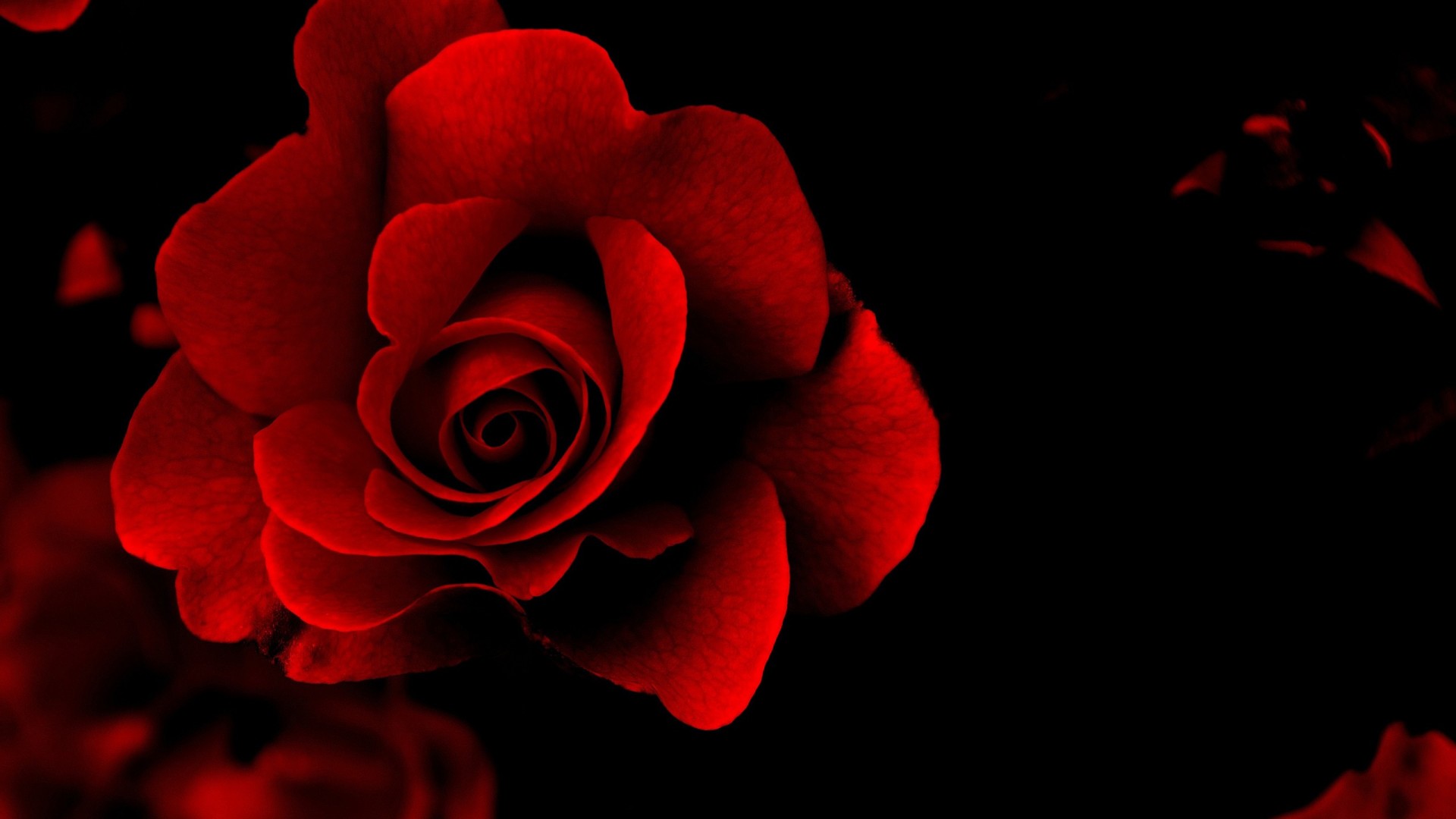 Flower Wallpaper: Rose Flower Wallpaper Phone HD Background ...