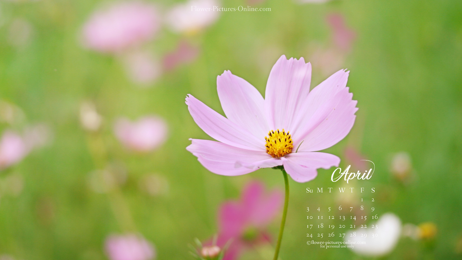 A Flower Background for Your Desktop? Wallpaper and Goodies for ...