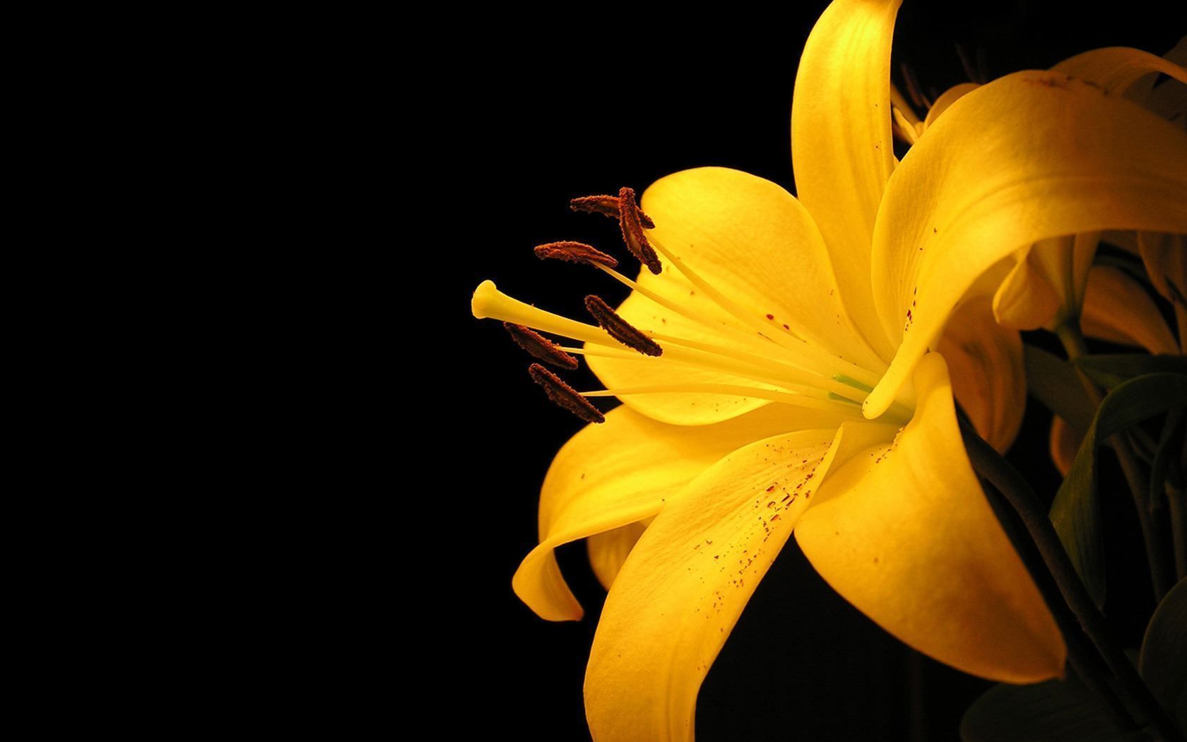 Lily-Flower-Wallpapers-1.jpg
