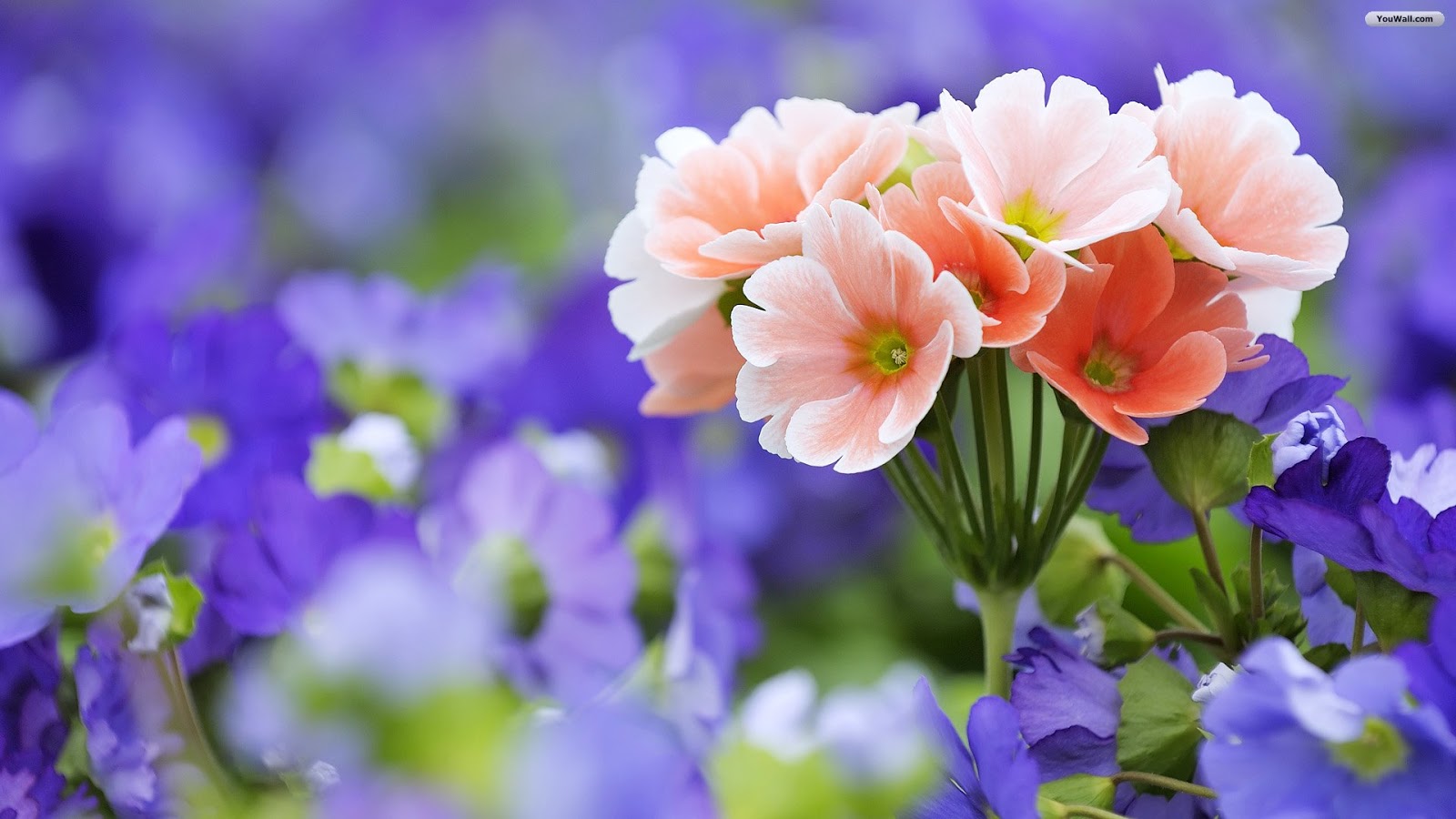 Beautiful Flowers Backgrounds Desktopflowers For Flower Lovers ...
