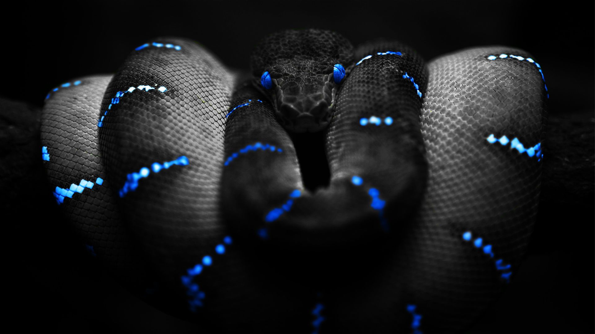 Background Blue Snakes Awesome | Free Desktop HD Wallpaper