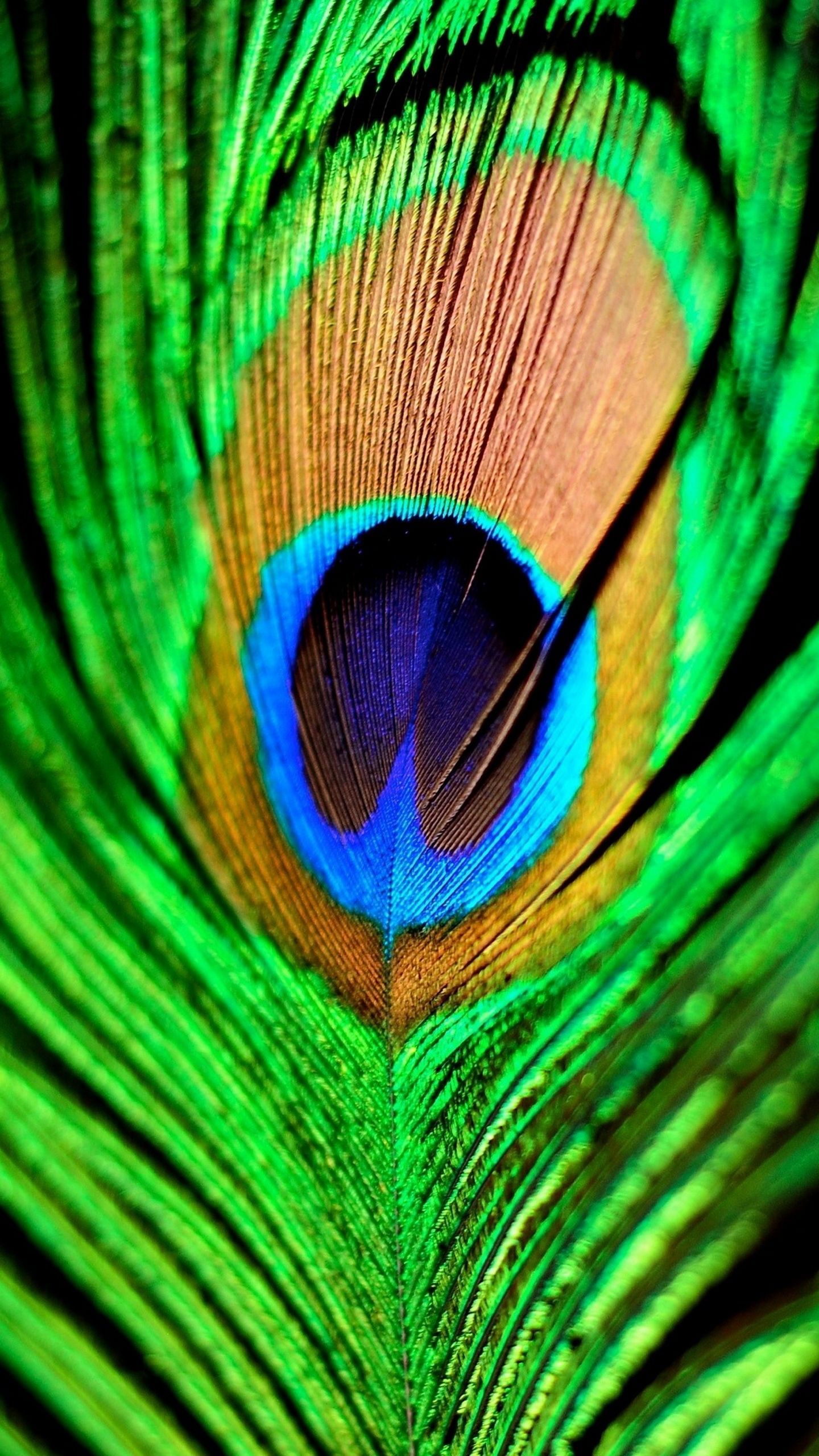 Quad hd mobile phone wallpapers 1440x2560 peacock feather