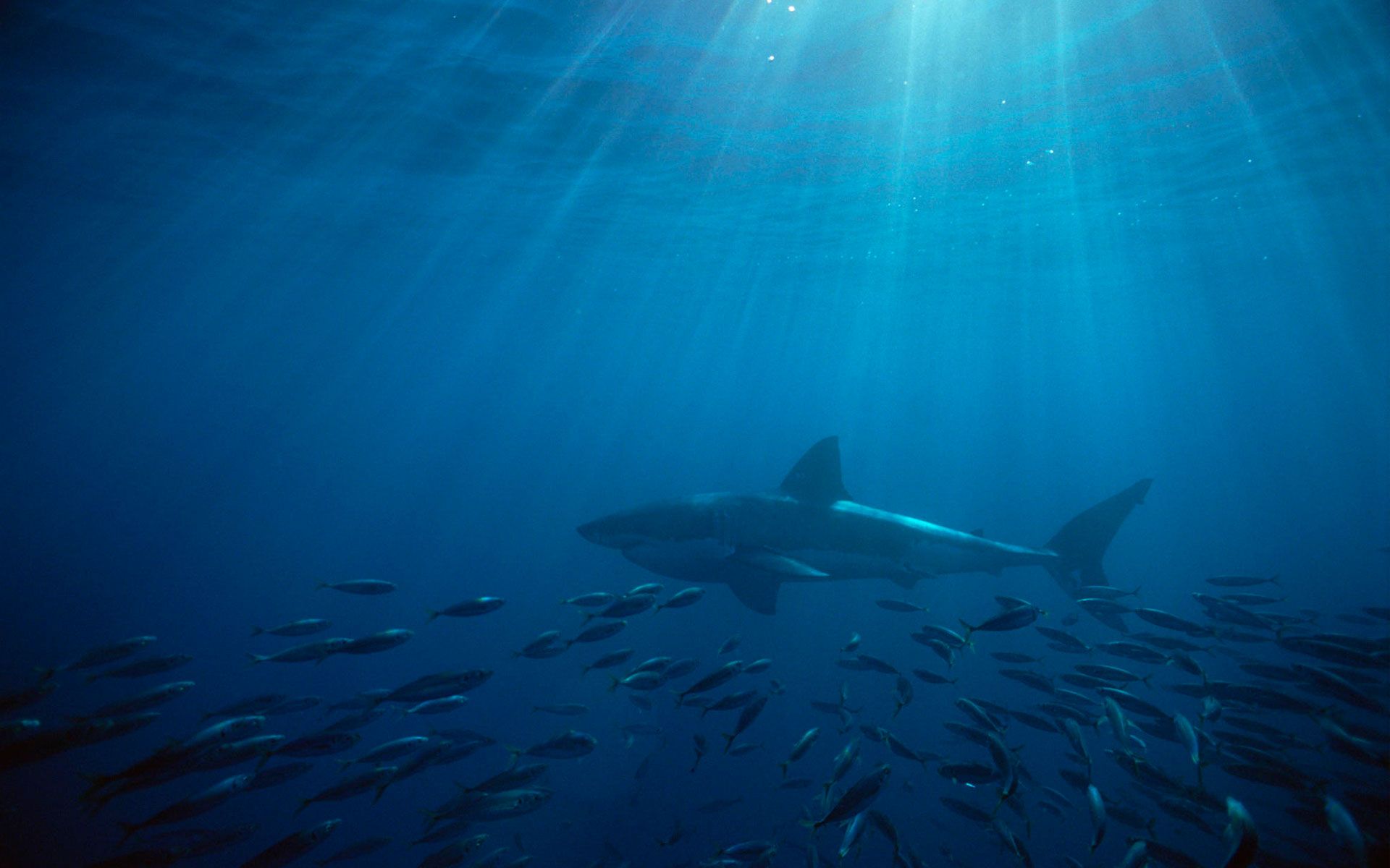 great_white_shark_australia.jpg