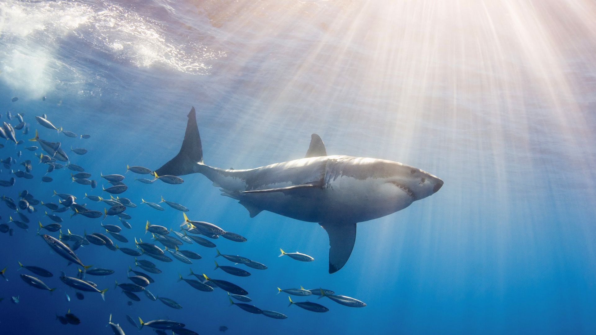 Big Shark Wallpaper Sunlight Image Crowd Picture