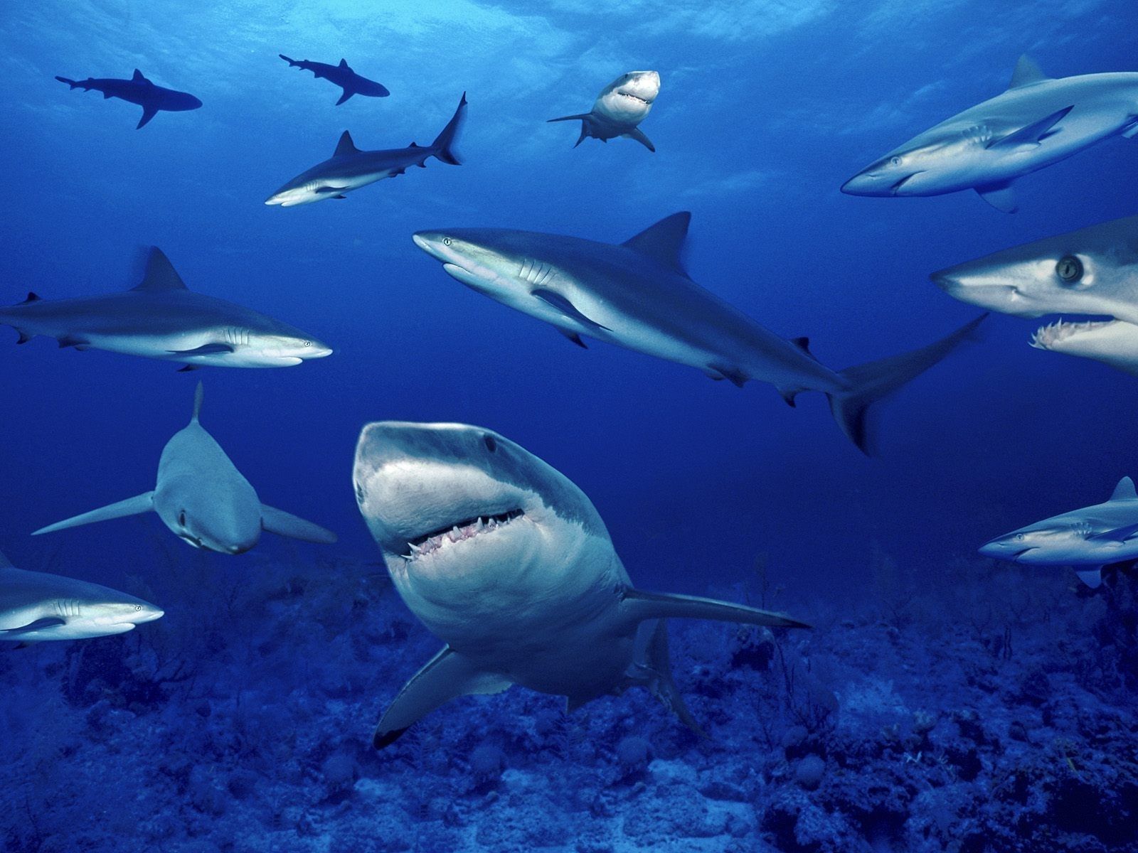 Sharks ocean sea nature school underwater wallpaper 1600x1200