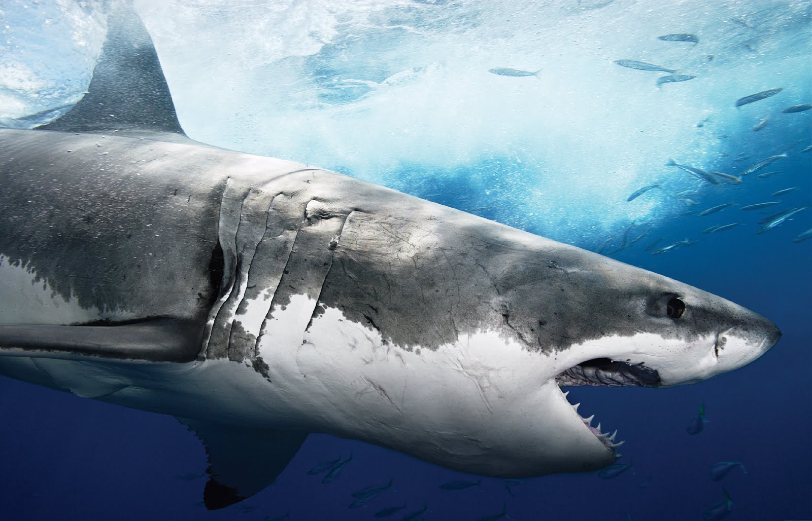 Shark HD Wallpapers Shark Fish Pictures Cool Backgrounds