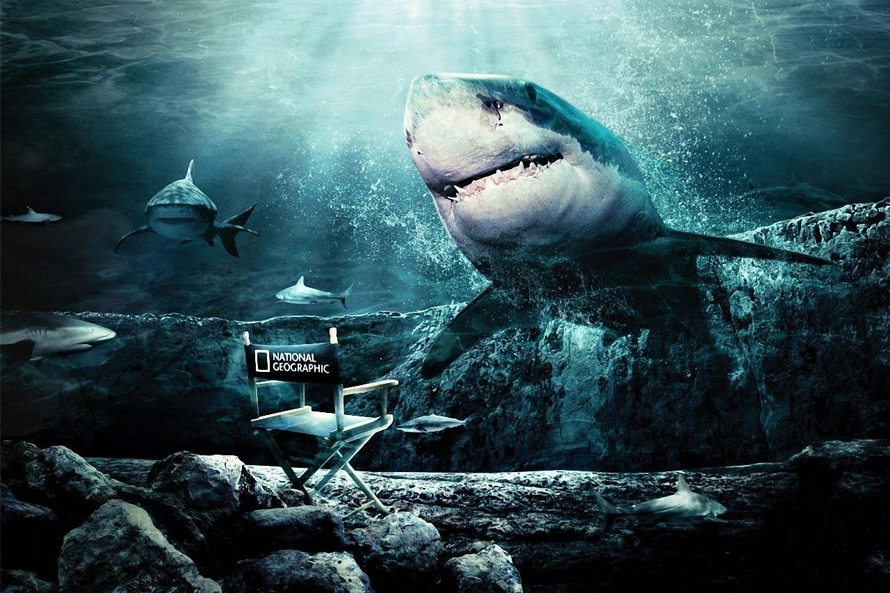 Shark Fishing Wallpaper #19806 Wallpaper | High Resolution ...