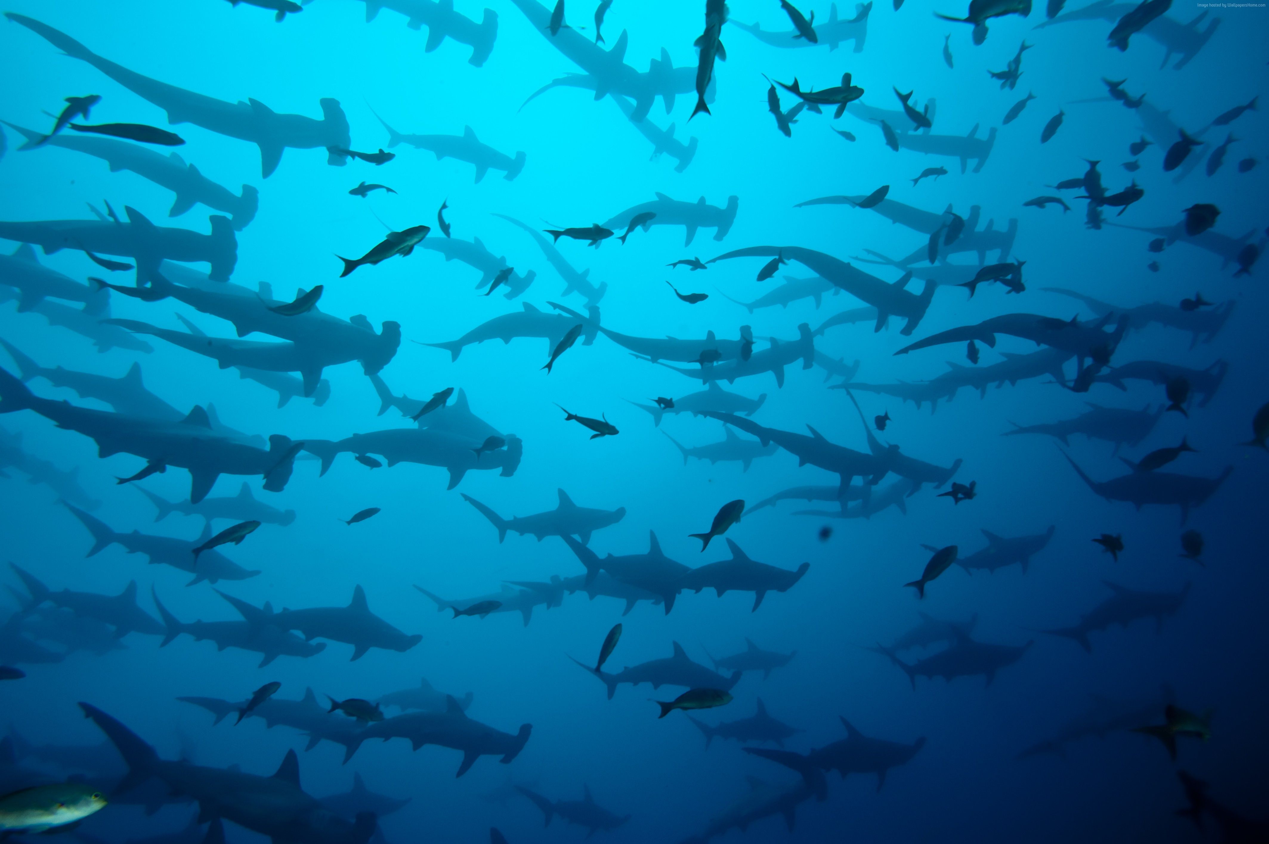 Scalloped hammerhead sharks Wallpaper, OS / Android Scalloped