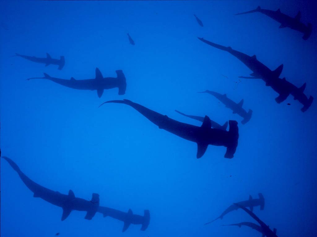 Pics, Facts, Funny Stuff about Animals & Nature Hammerhead Shark ...