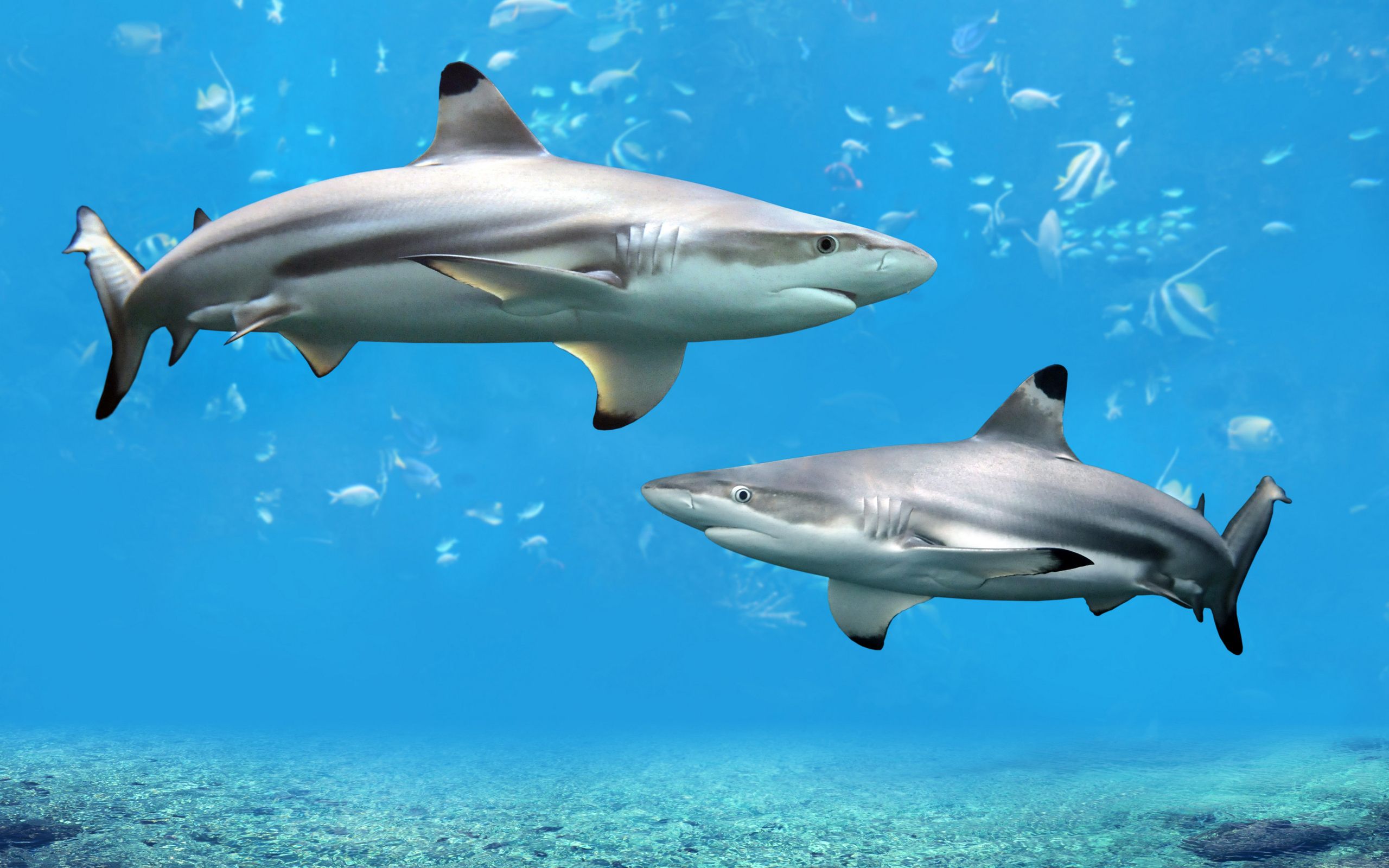 Underwater world Shark wallpaper | 2560x1600 | 196155 | WallpaperUP