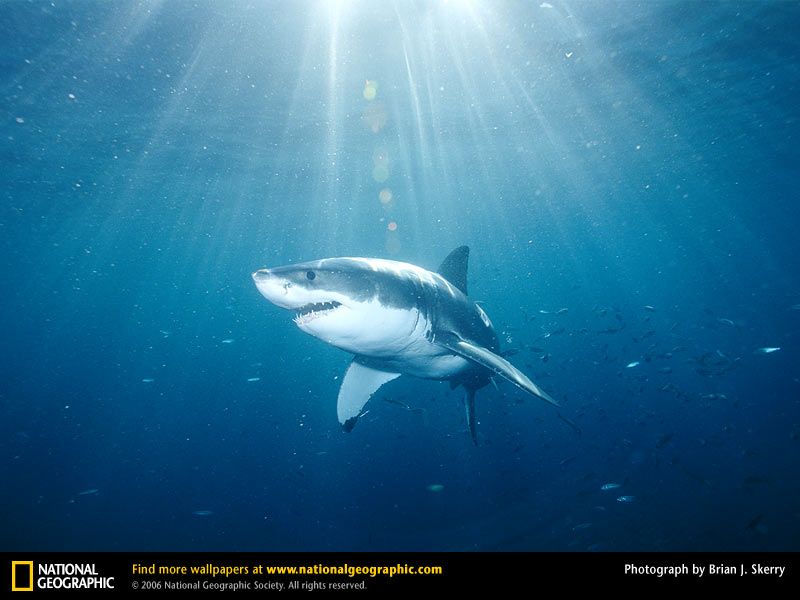 Great White Shark Picture, Great White Shark Desktop Wallpaper ...
