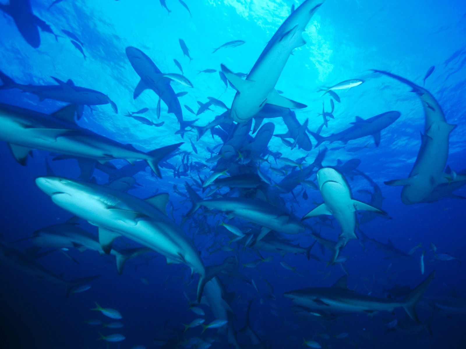 Bahamas ocean sharks underwater wallpaper - - High resolution