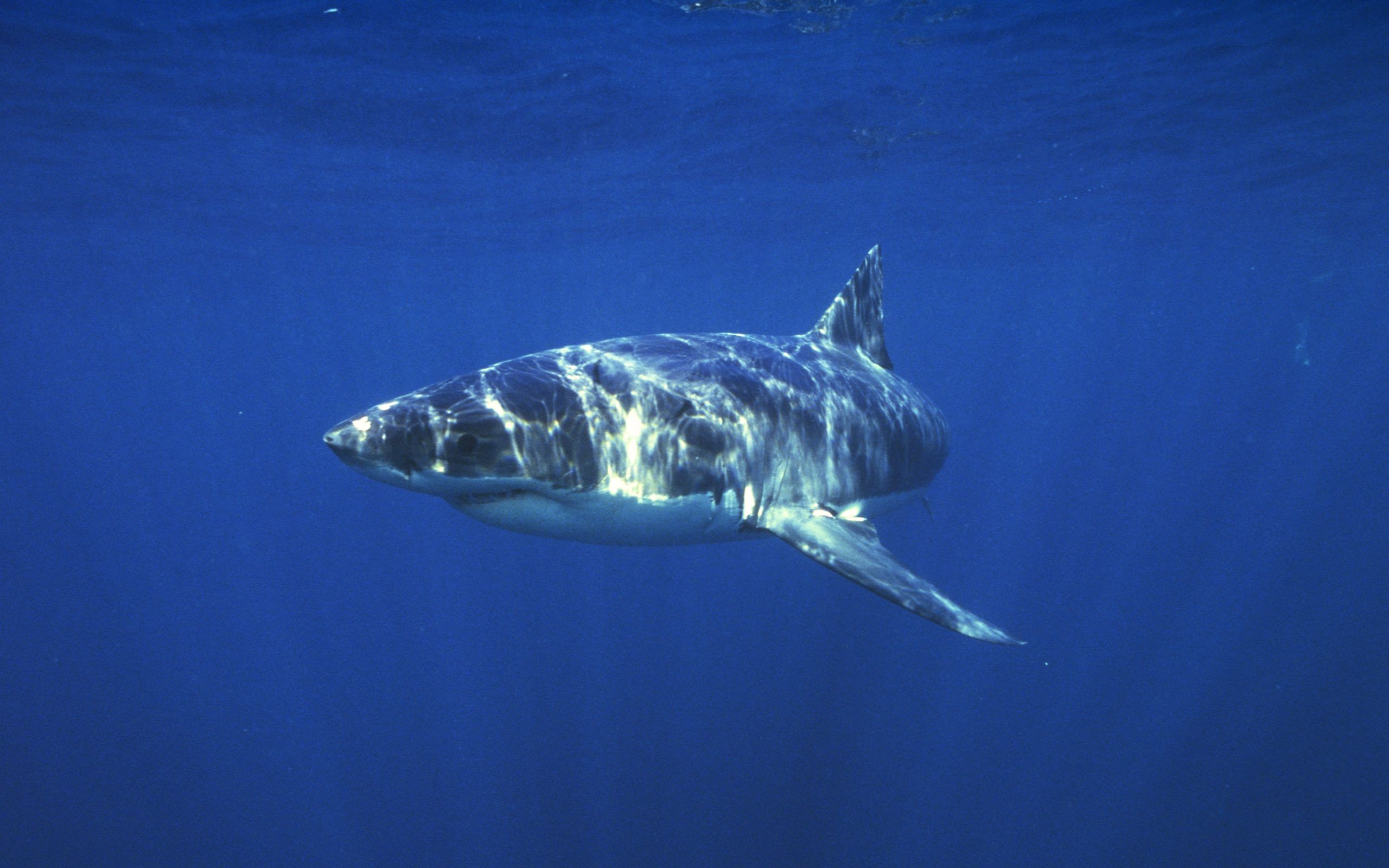 Lone Shark Ocean Sea Blue Underwater Animal Sharks Wallpaper ...