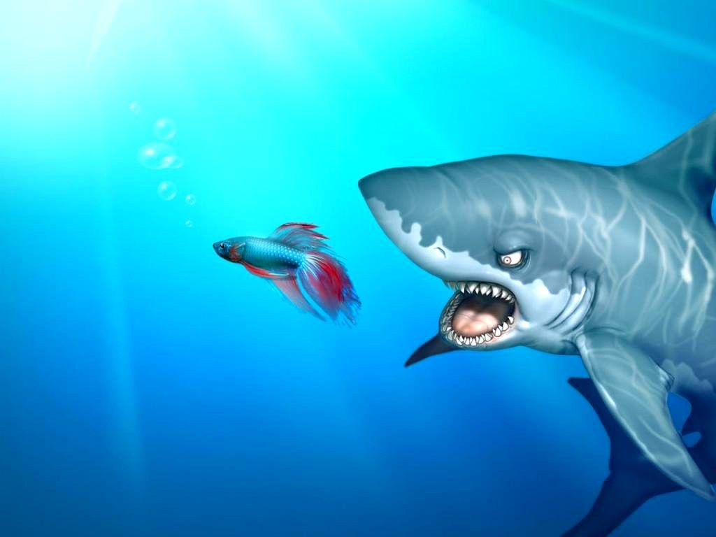 Sharks: Windows Shark Funny Sea Wild Cartoon Fish Pictures Free ...