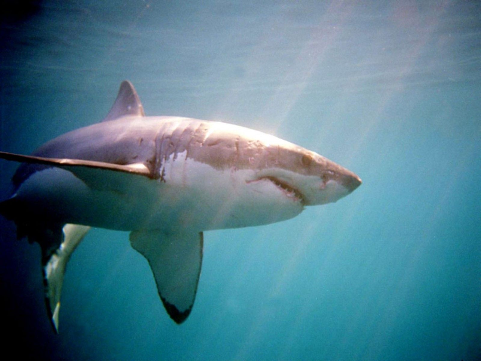 Sharks Marine Sea Sharks Background Pictures ~ Sharks for HD 16:9 ...