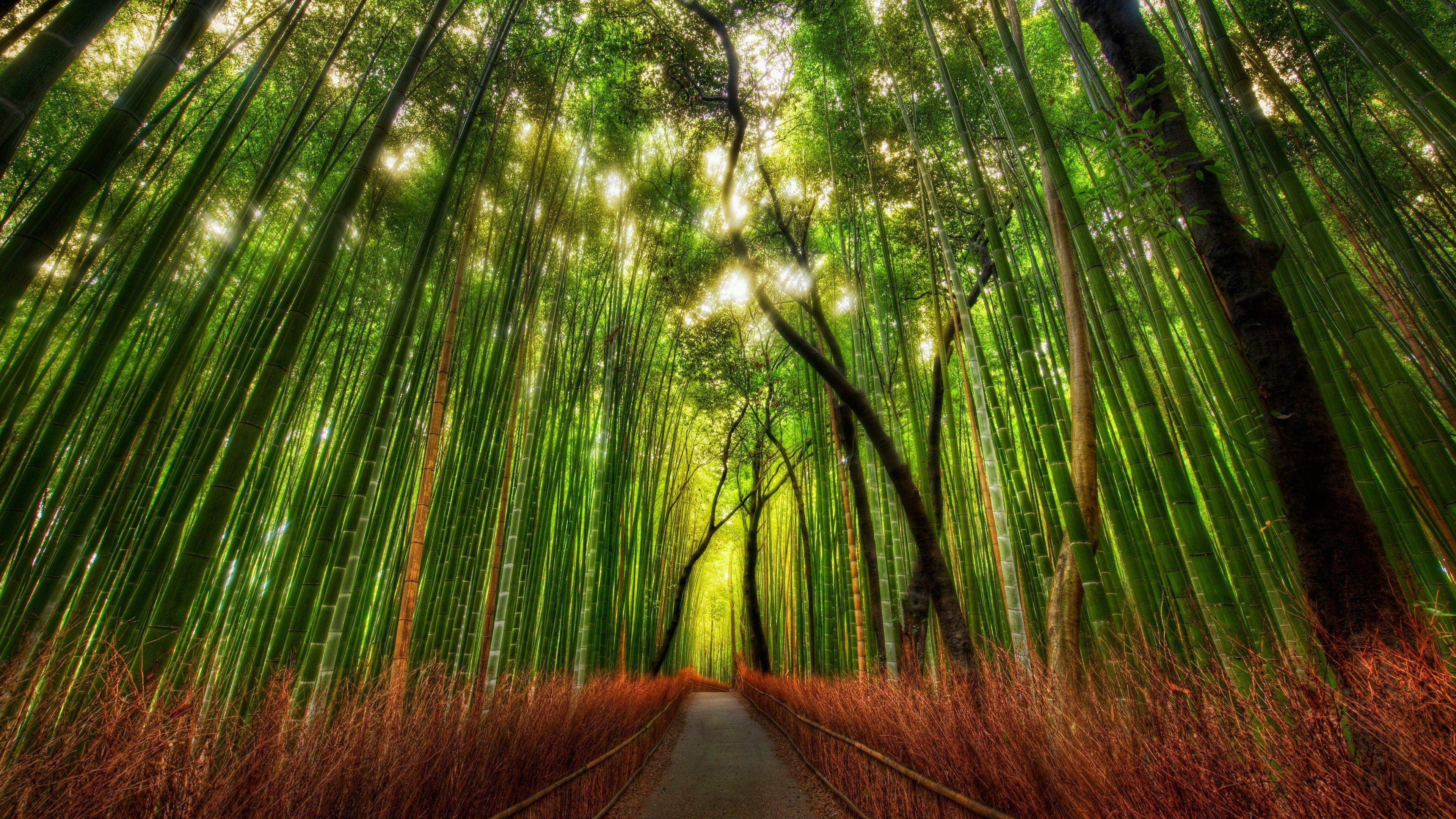 Green Bamboo Forest Wallpaper 3840x2160 ID55913