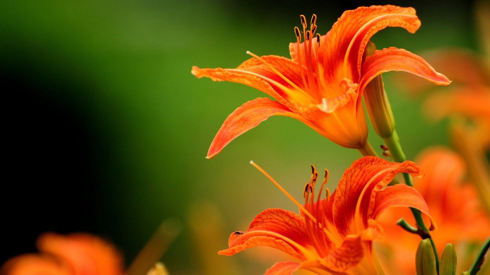 lilies-orange-flowers-1920x1080.jpg