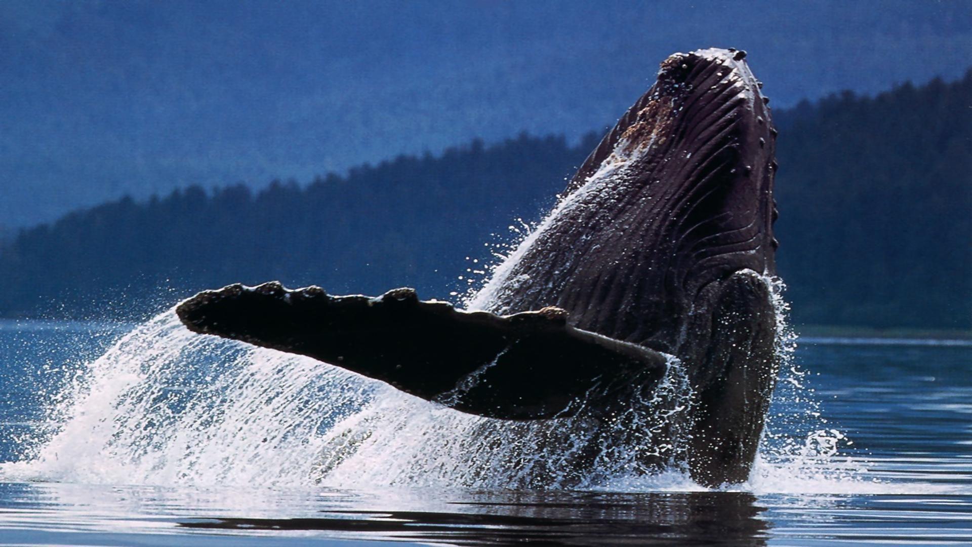 Humpback Whale Wallpapers - Wallpaper Cave
