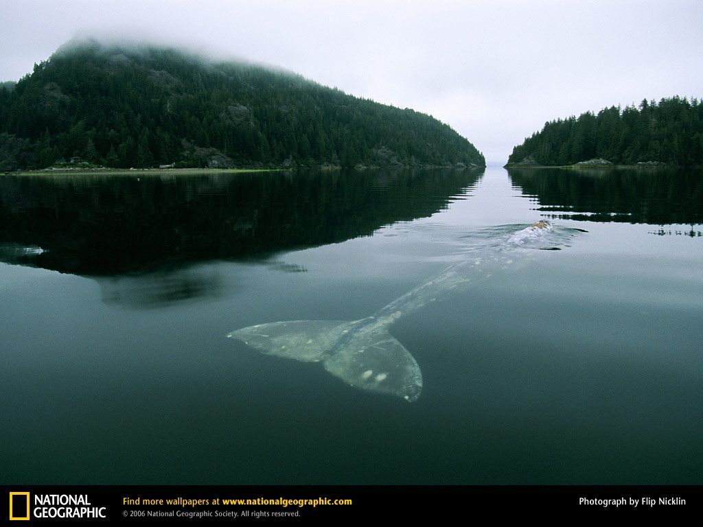 Whale Picture, Whale Desktop Wallpaper, Free Wallpapers, Download