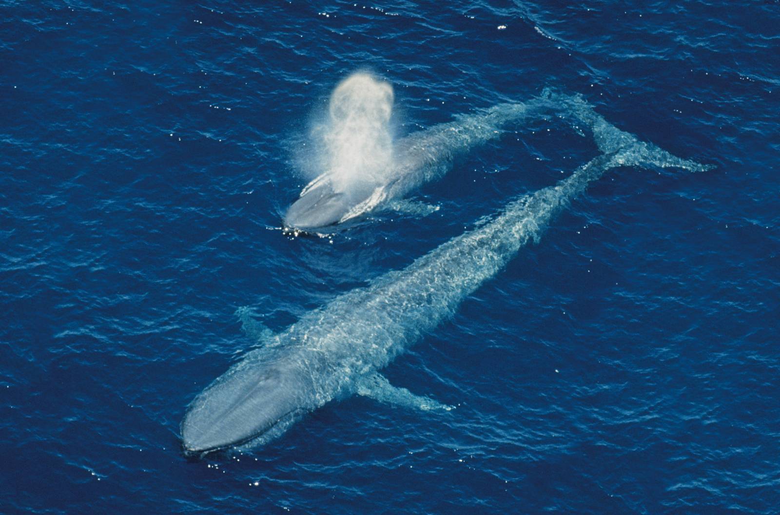 Blue Whale Wallpapers - Wallpaper Cave