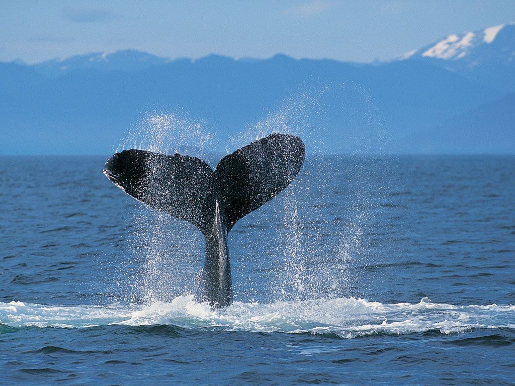 Humpback Whale Ocean | Photo and Desktop Wallpaper