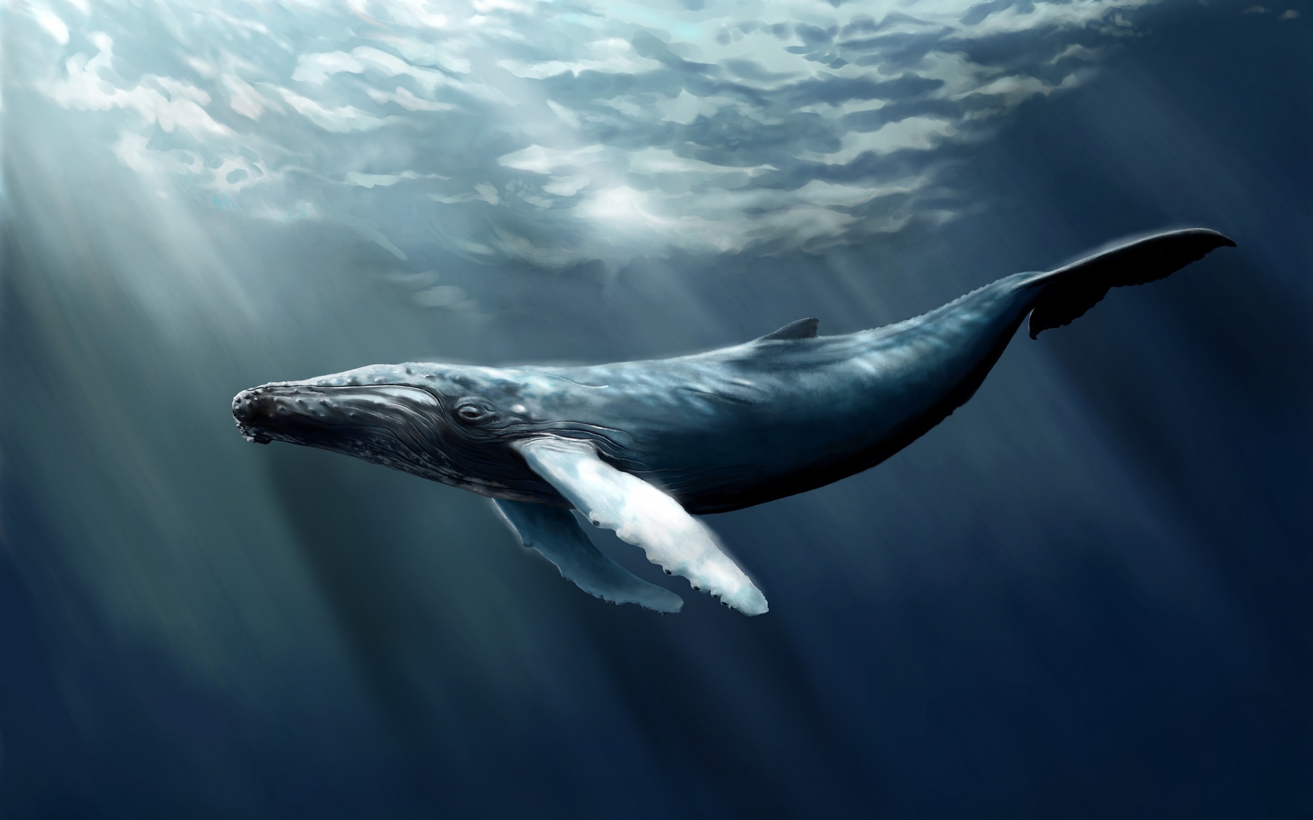Whale Wallpaper Collection 40