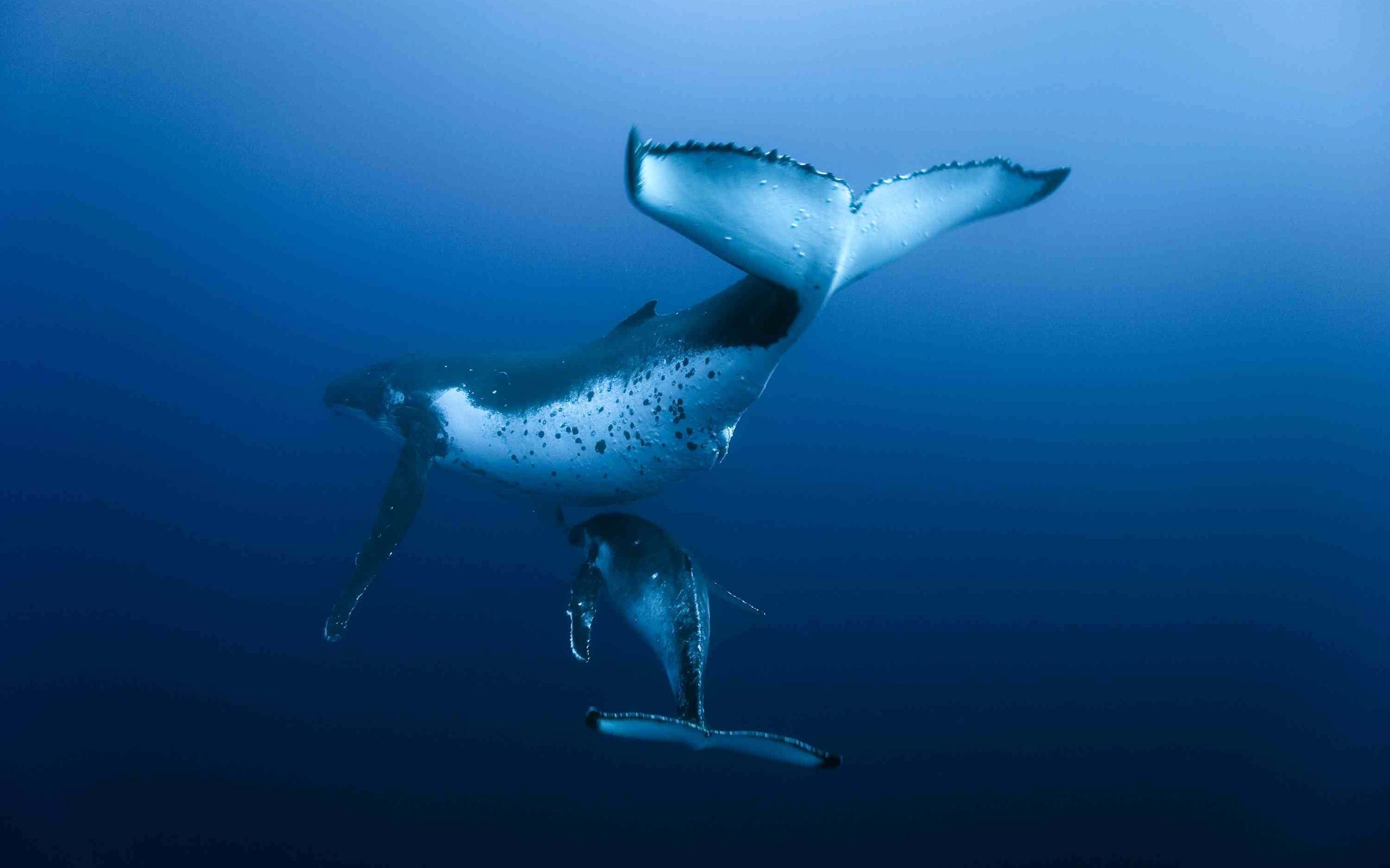 HD Whale Wallpapers | Full HD Pictures