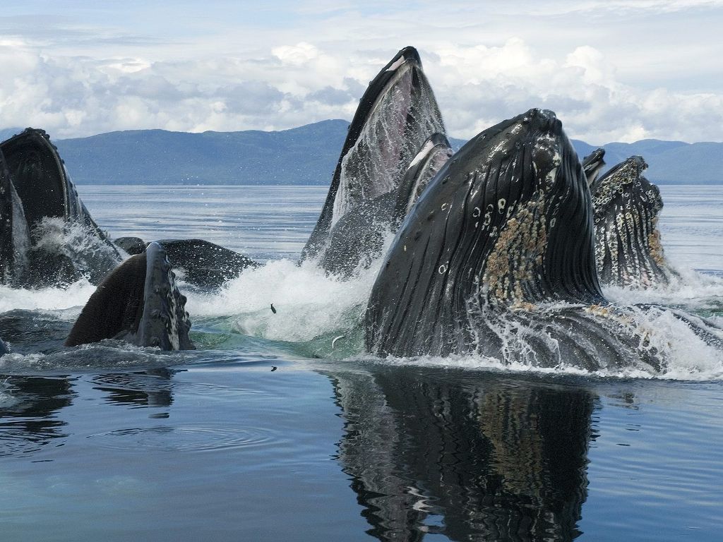 Whales wallpapers Whale Water Ocean Tail Alaska Frederick