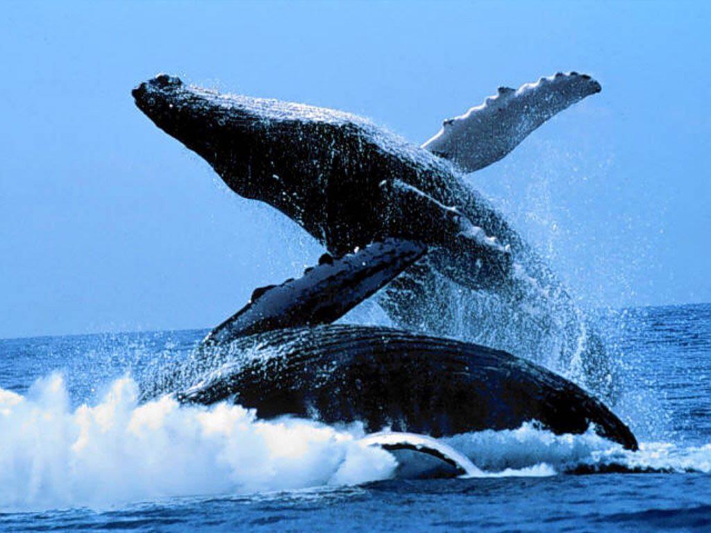 Blue Whale Desktop and Mobile Wallpaper - Animals Town