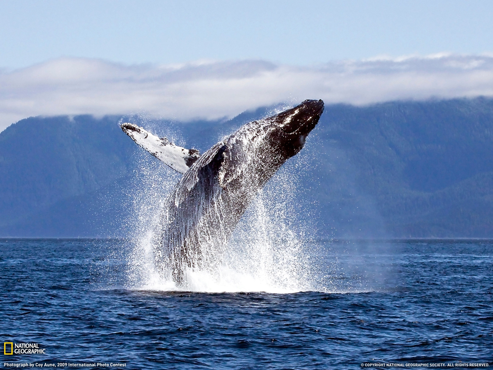96 Whale HD Wallpapers | Backgrounds - Wallpaper Abyss