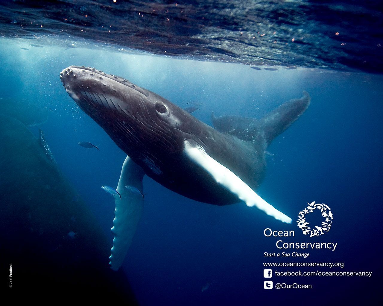 Ocean Conservancy Desktop Wallpaper