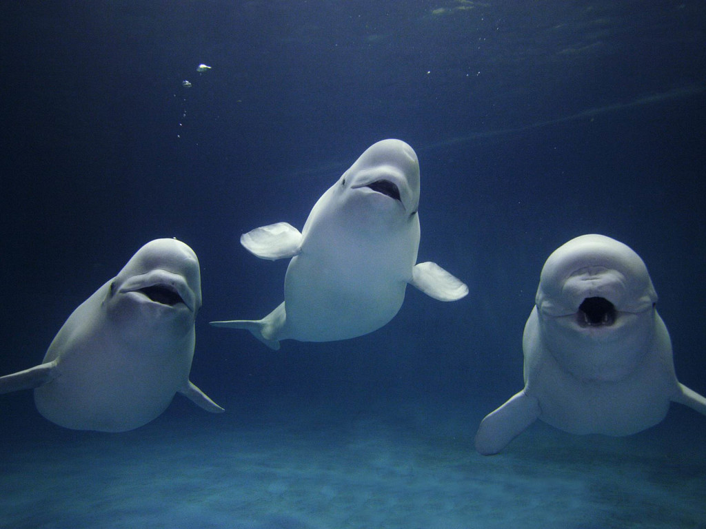 Beluga Whale HD Wallpapers Daily Backgrounds in HD