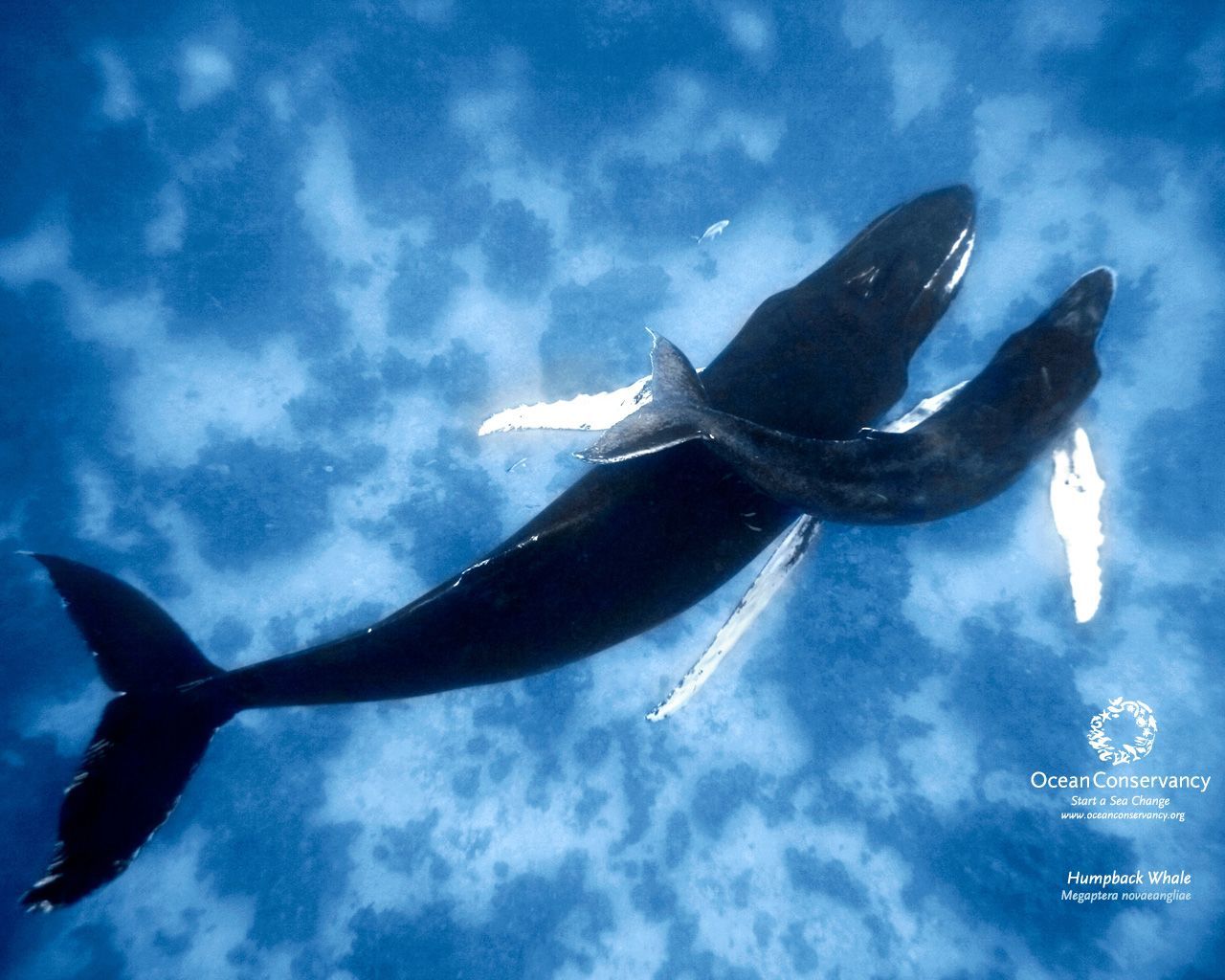 Ocean Conservancy: Desktop Wallpaper